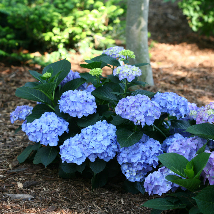 Let's Dance Blue Jangles® Reblooming Hydrangea