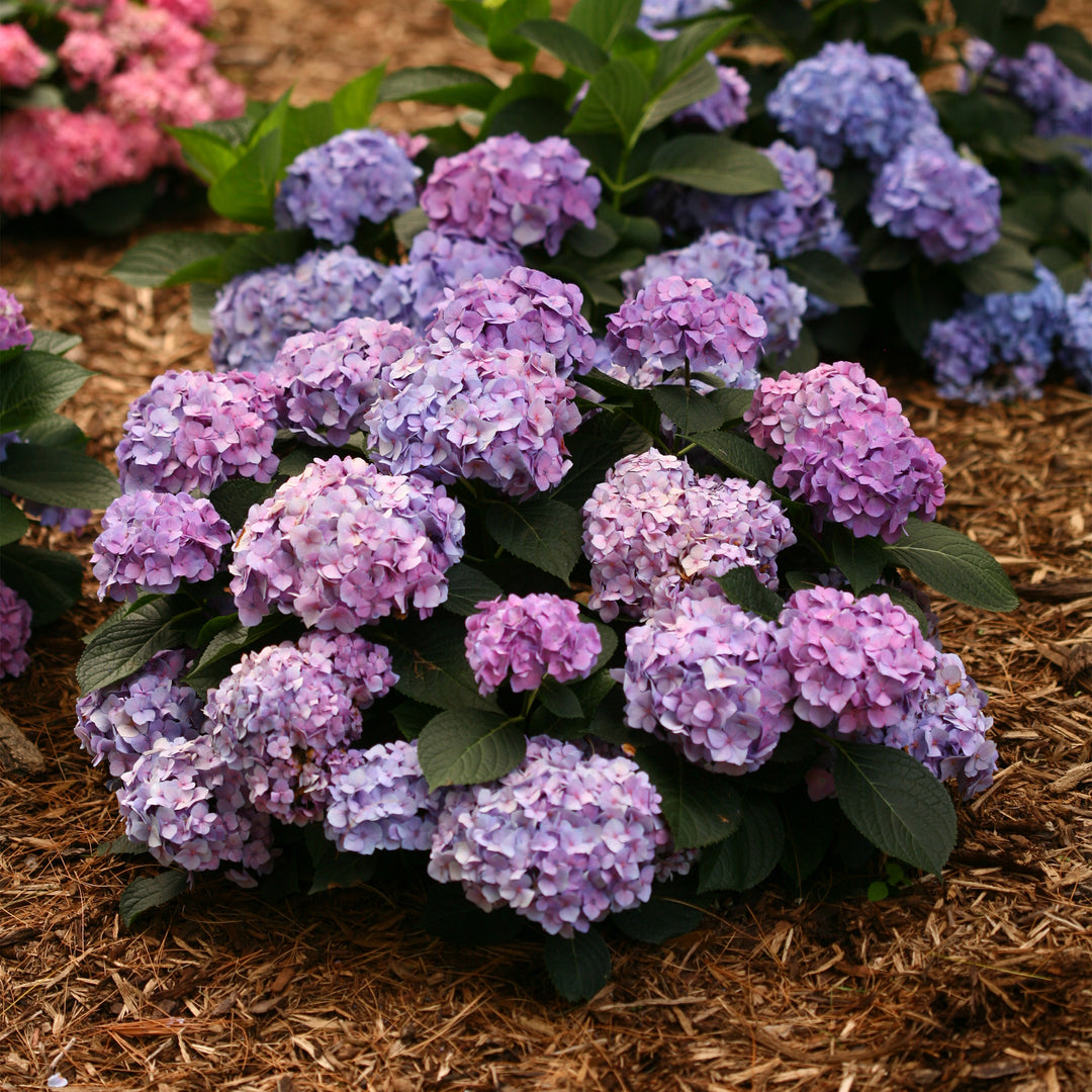 Let's Dance Blue Jangles® Reblooming Hydrangea