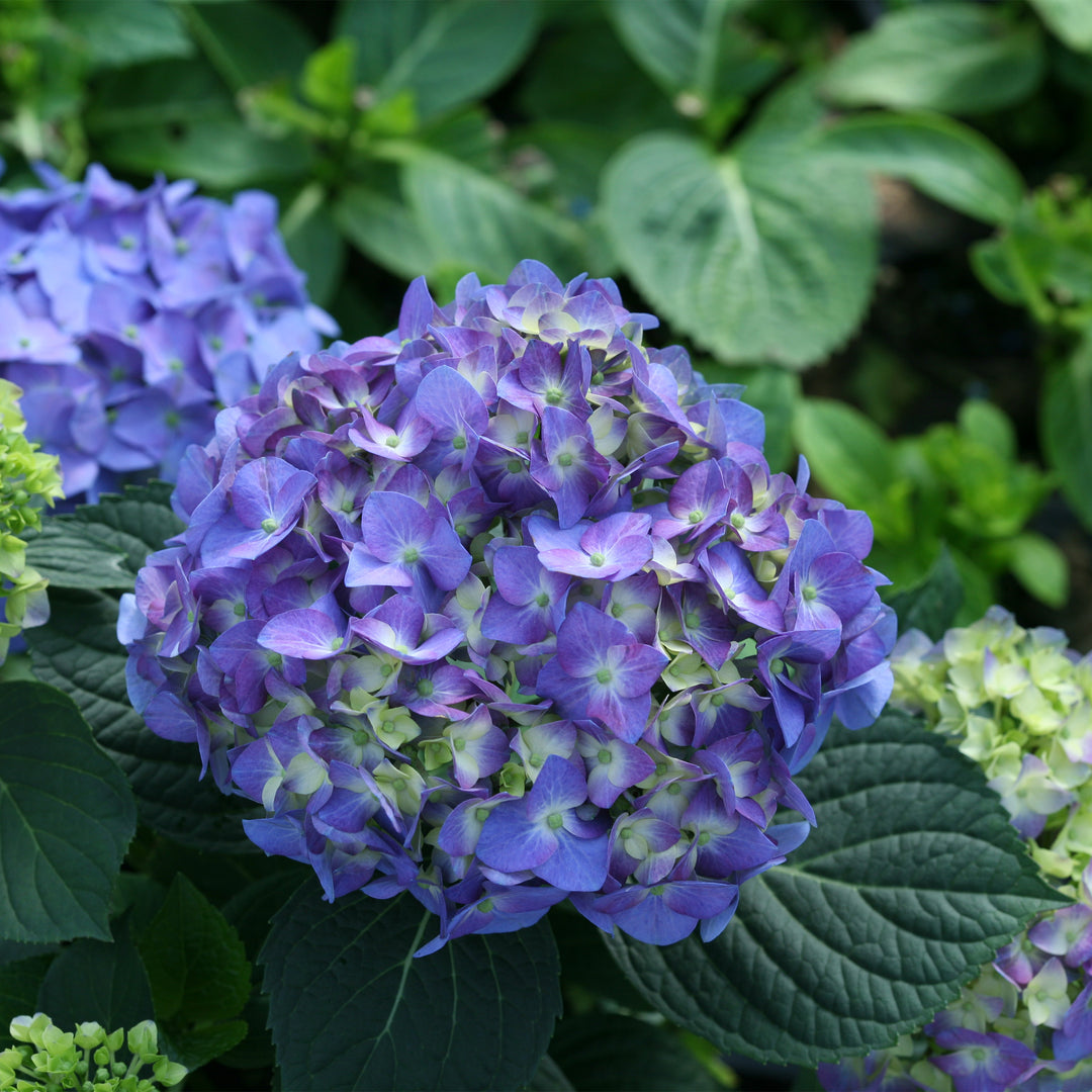 Let's Dance Blue Jangles® Reblooming Hydrangea