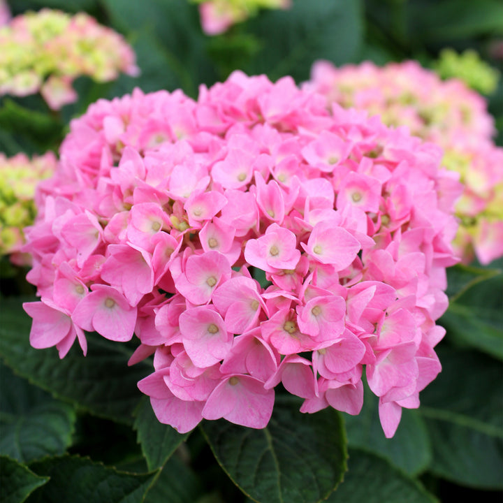 Let's Dance Blue Jangles® Reblooming Hydrangea