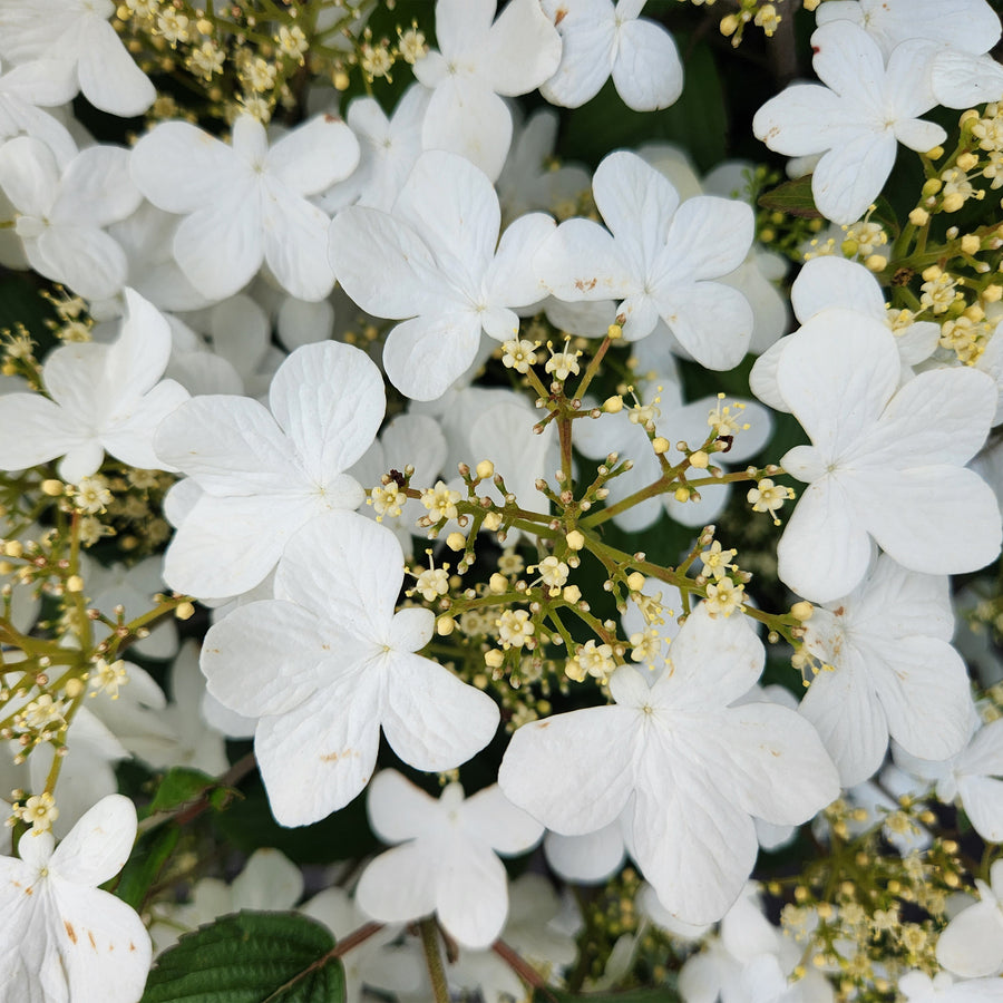 Summer Snowflake Viburnum