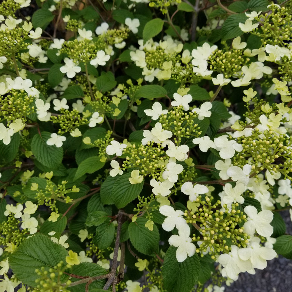 Summer Snowflake Viburnum