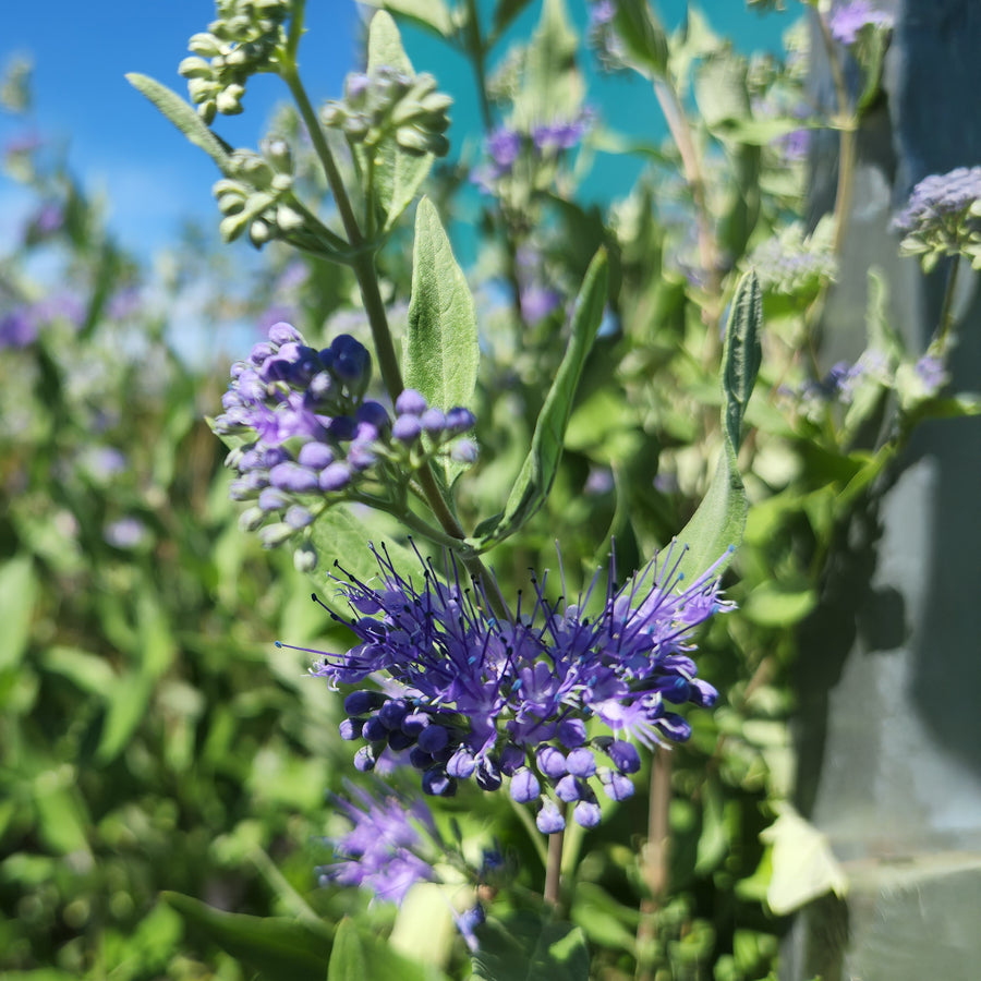 Dark Knight Blue Mist Shrub