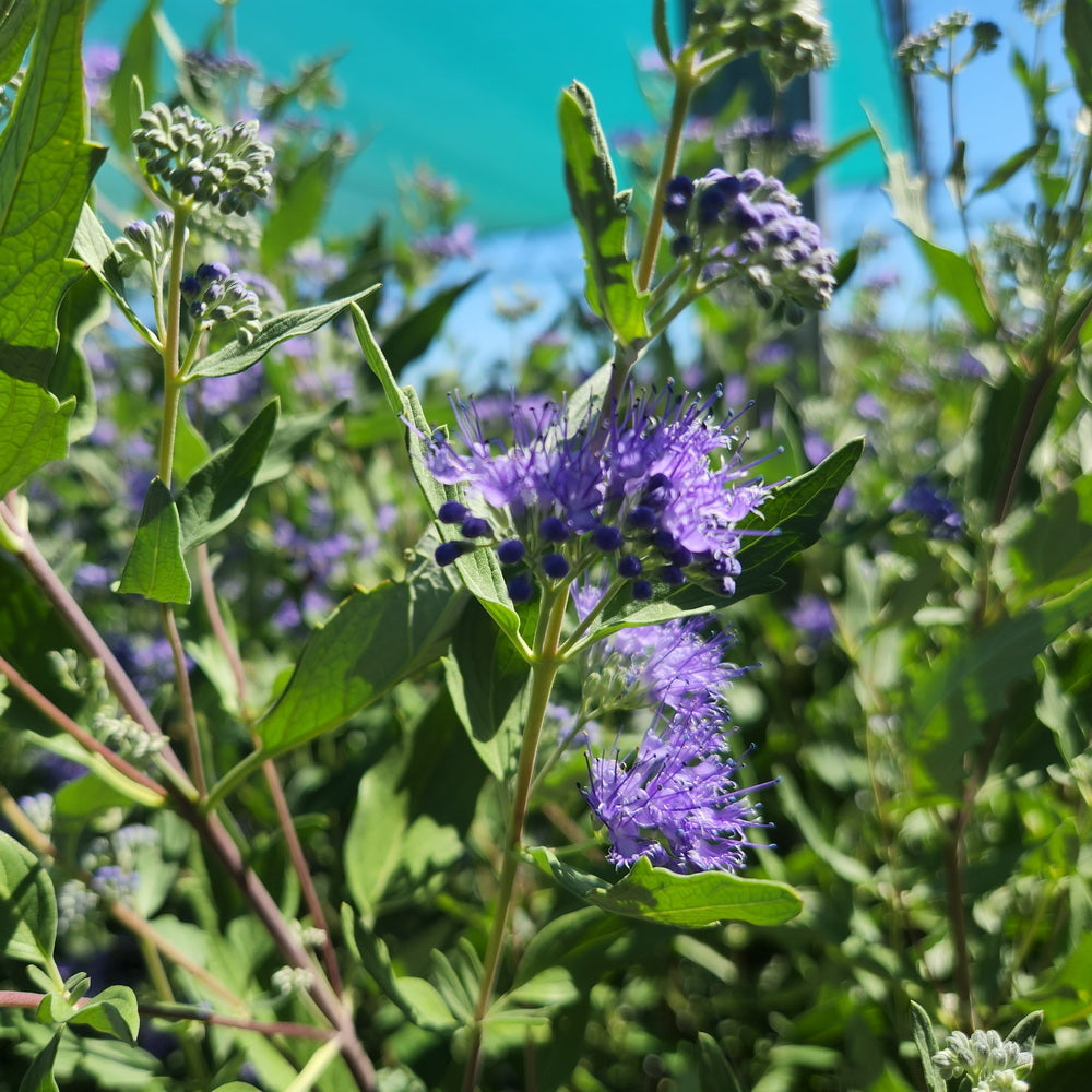 Dark Knight Blue Mist Shrub