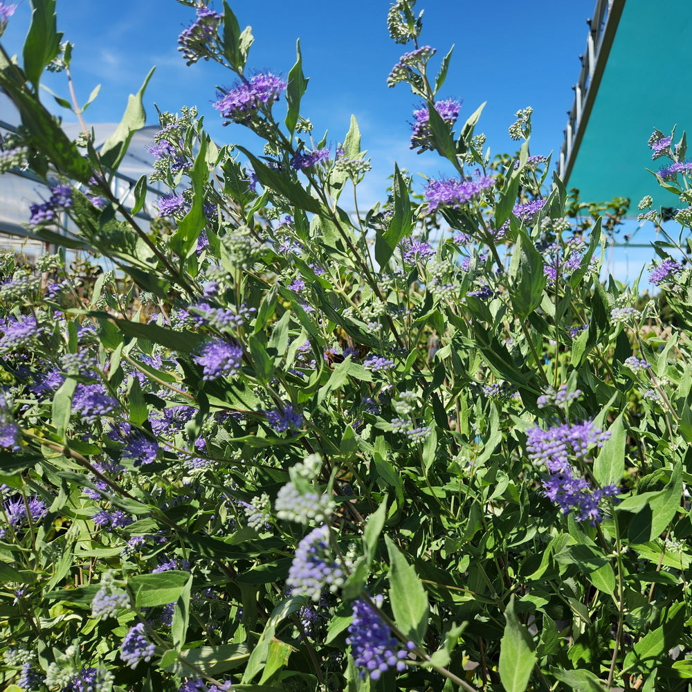 Dark Knight Blue Mist Shrub