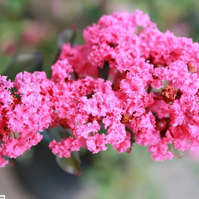 Pink Velour Crapemyrtle