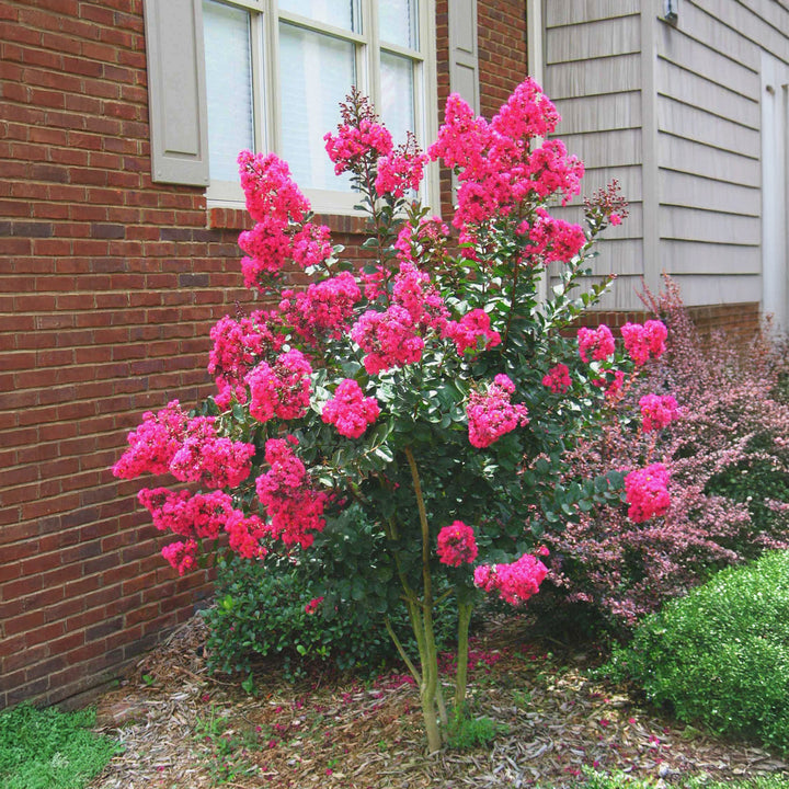 Pink Velour Crapemyrtle