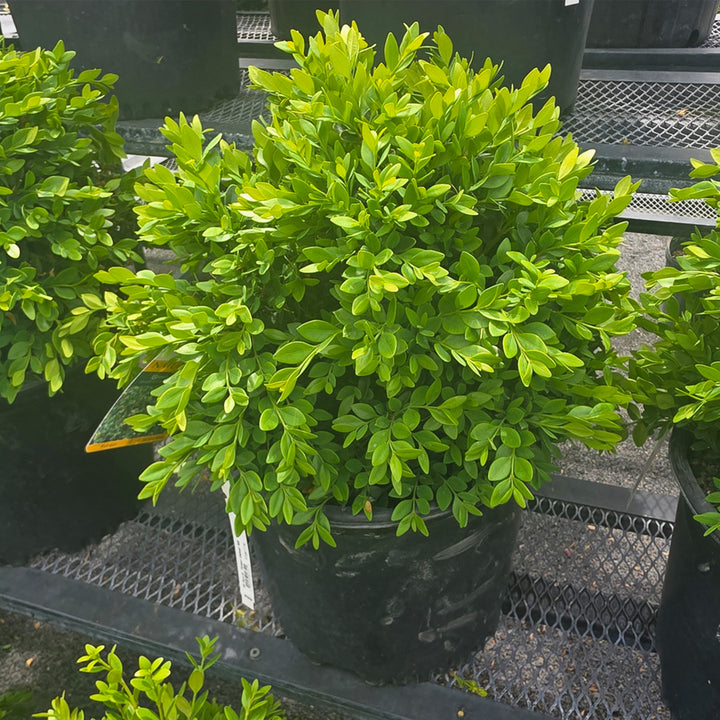 Green Velvet Boxwood
