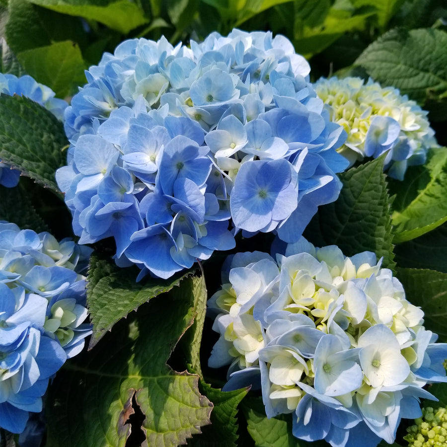 Endless Summer® The Original Hydrangea