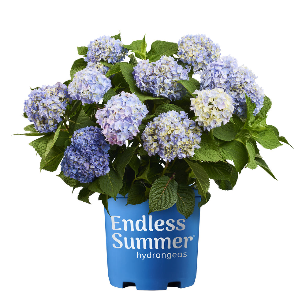 Endless Summer® The Original Hydrangea