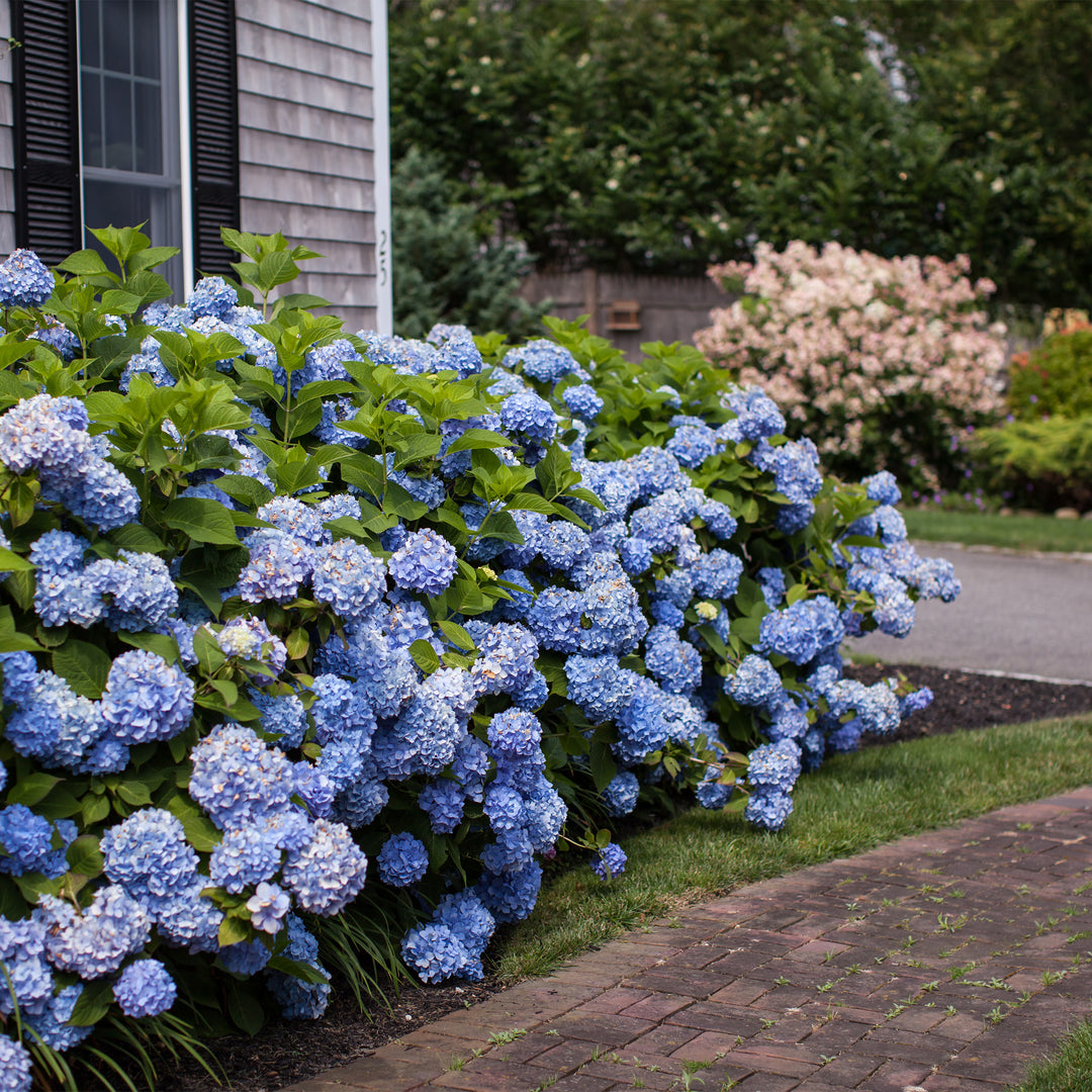 Endless Summer® The Original Hydrangea