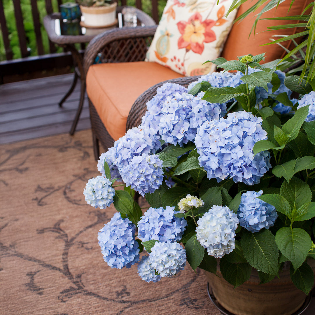 Endless Summer® The Original Hydrangea