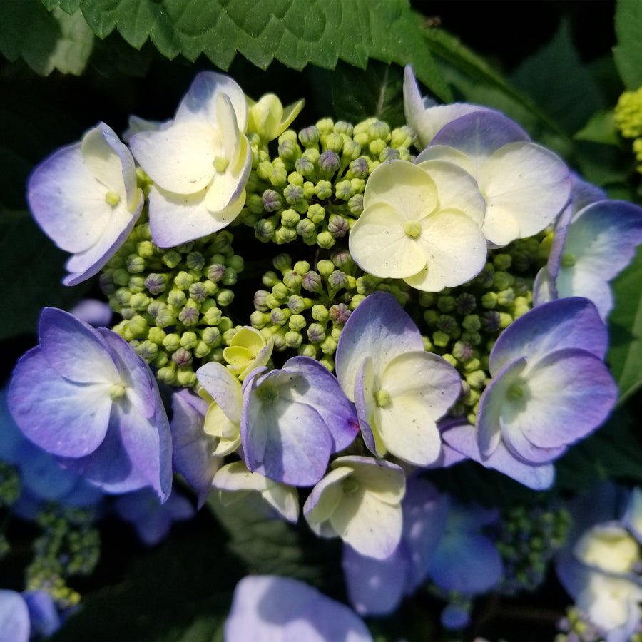Endless Summer® Twist & Shout® Hydrangea
