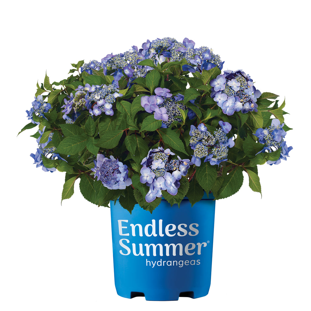 Endless Summer® Twist & Shout® Hydrangea