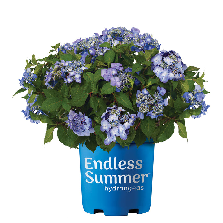 Endless Summer® Twist & Shout® Hydrangea