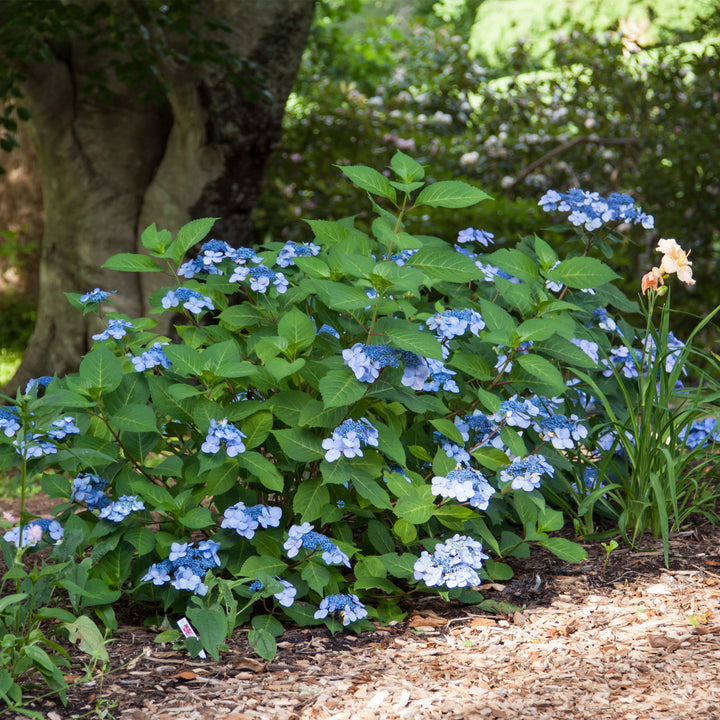 Endless Summer® Twist & Shout® Hydrangea