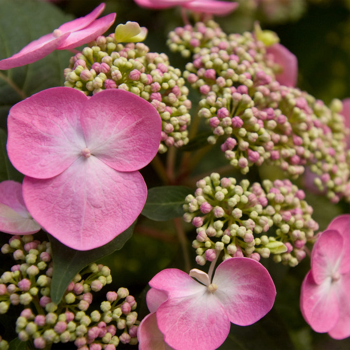 Endless Summer® Twist & Shout® Hydrangea