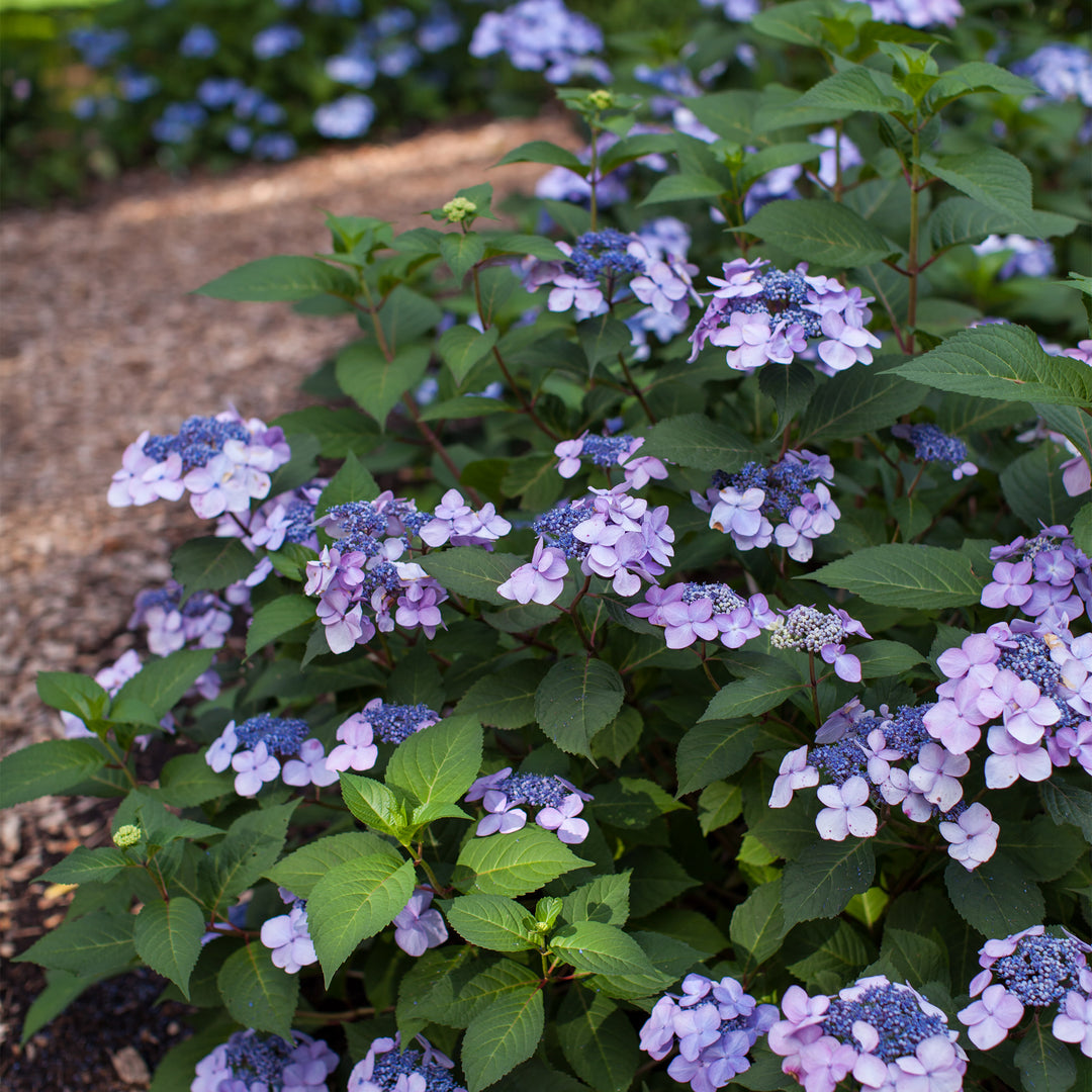Endless Summer® Twist & Shout® Hydrangea