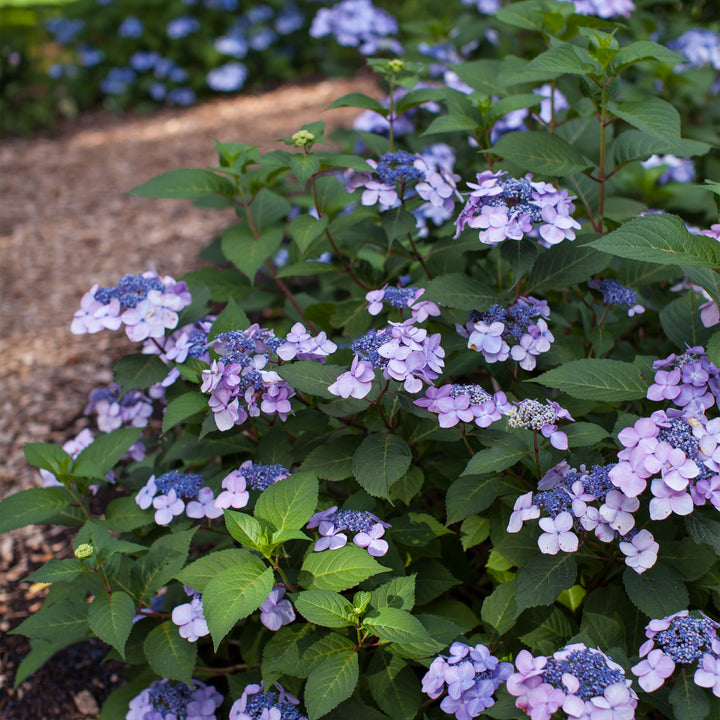 Endless Summer® Twist & Shout® Hydrangea