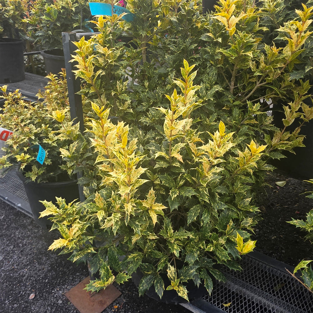 Goshiki False Holly