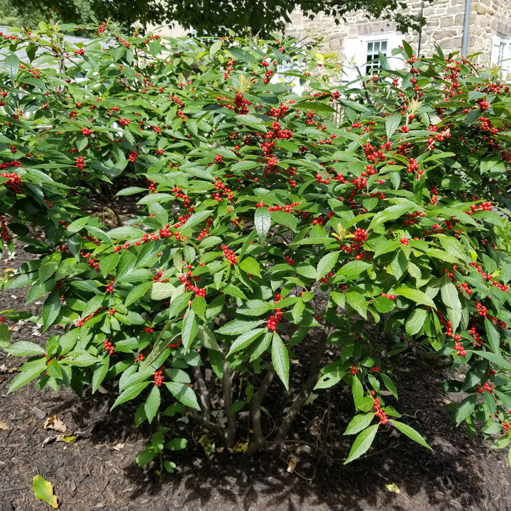 Red Sprite Winterberry