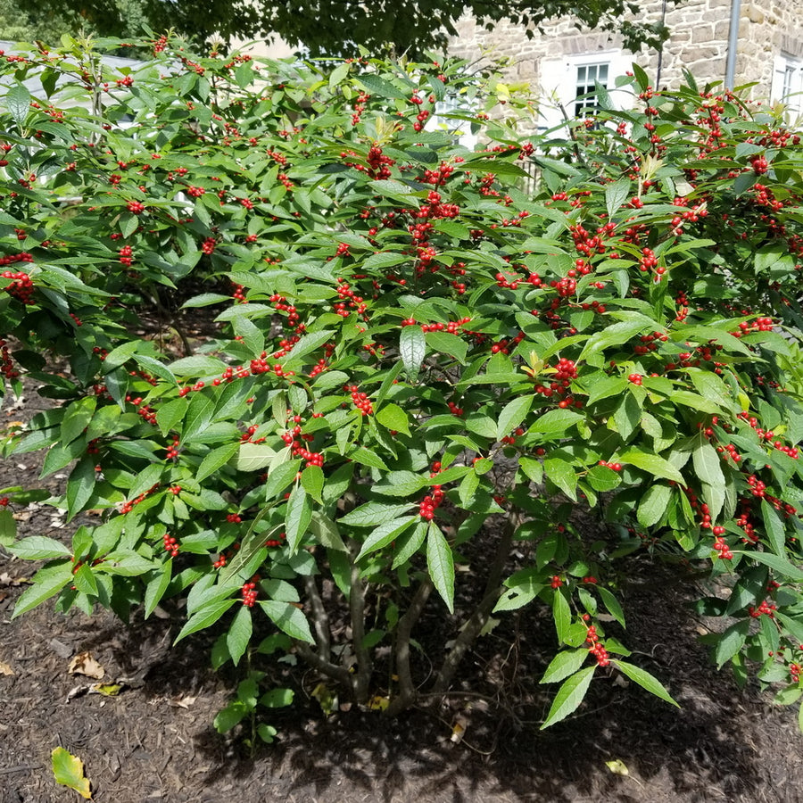 Red Sprite Winterberry