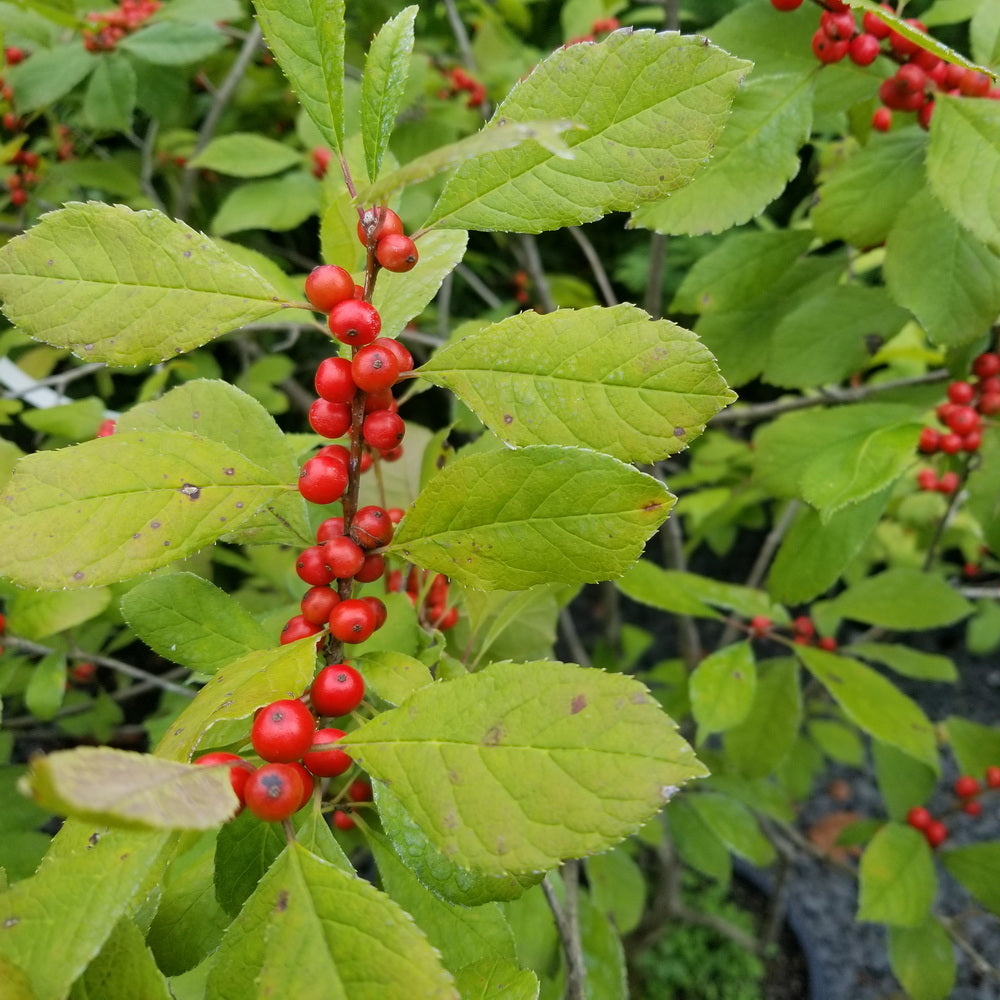 Red Sprite Winterberry