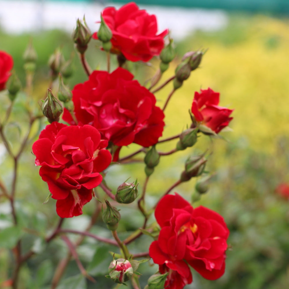 Red Drift® Rose