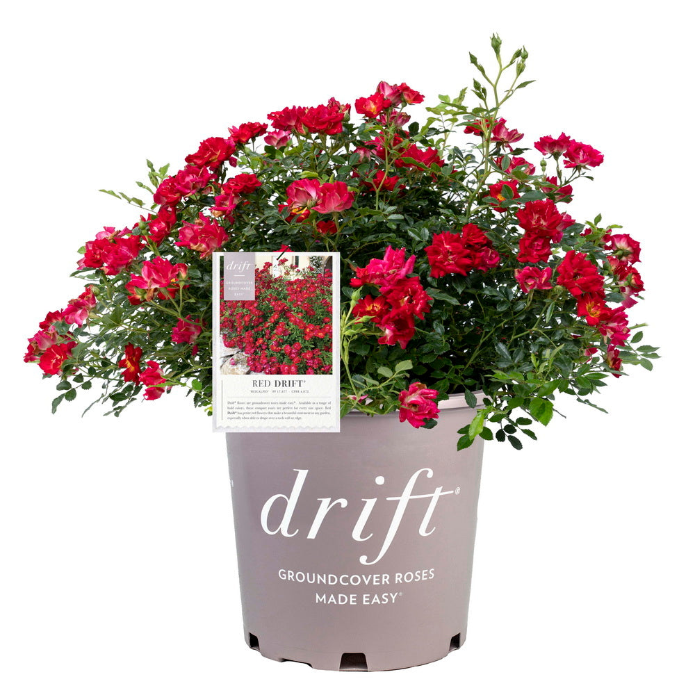 Red Drift® Rose