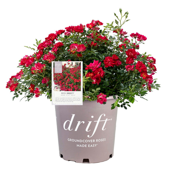 Red Drift® Rose