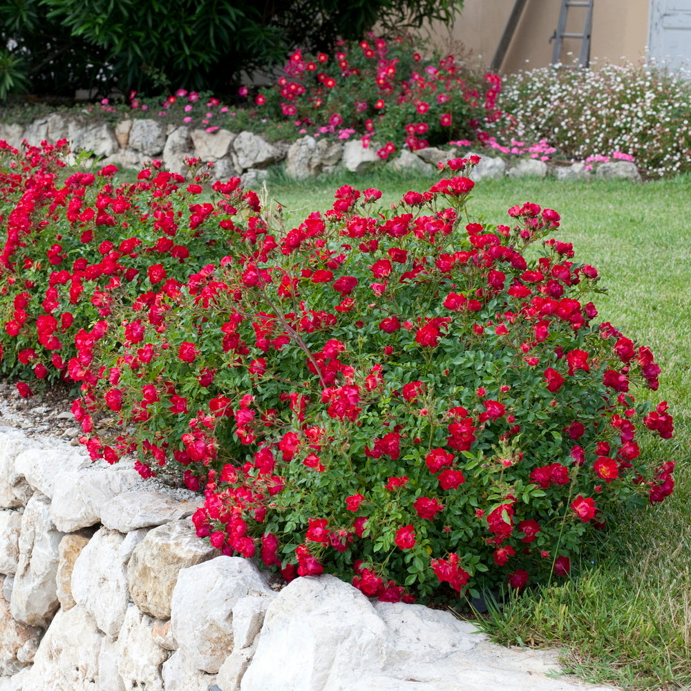 Red Drift® Rose