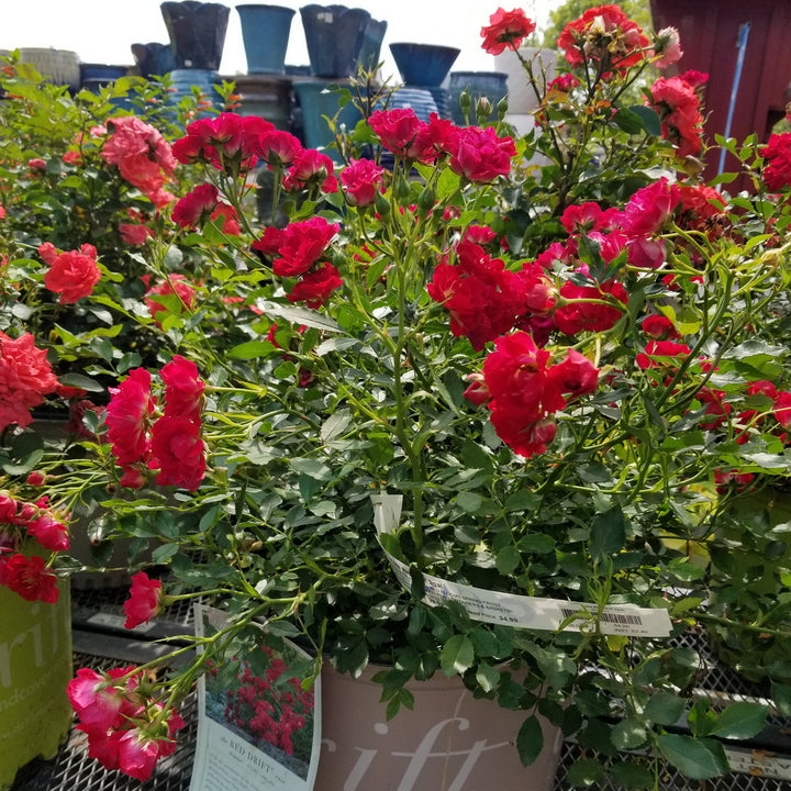 Red Drift® Rose