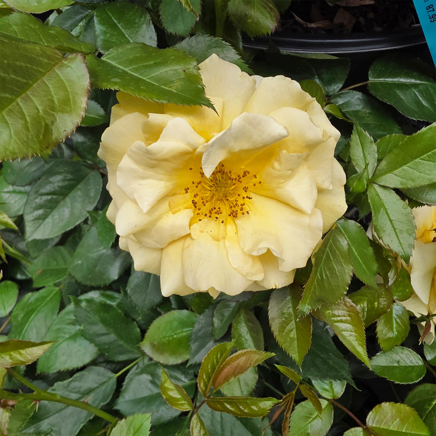 Julia Child™ Rose