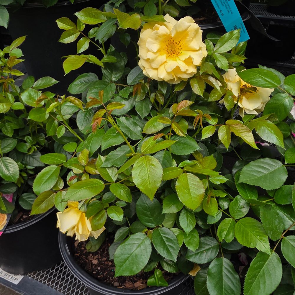 Julia Child™ Rose