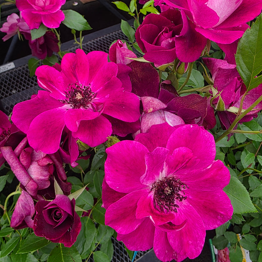 Burgundy Iceberg Rose