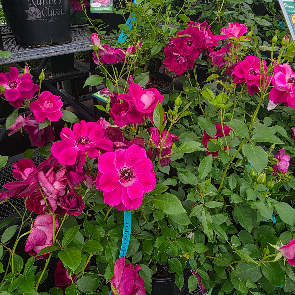 Burgundy Iceberg Rose