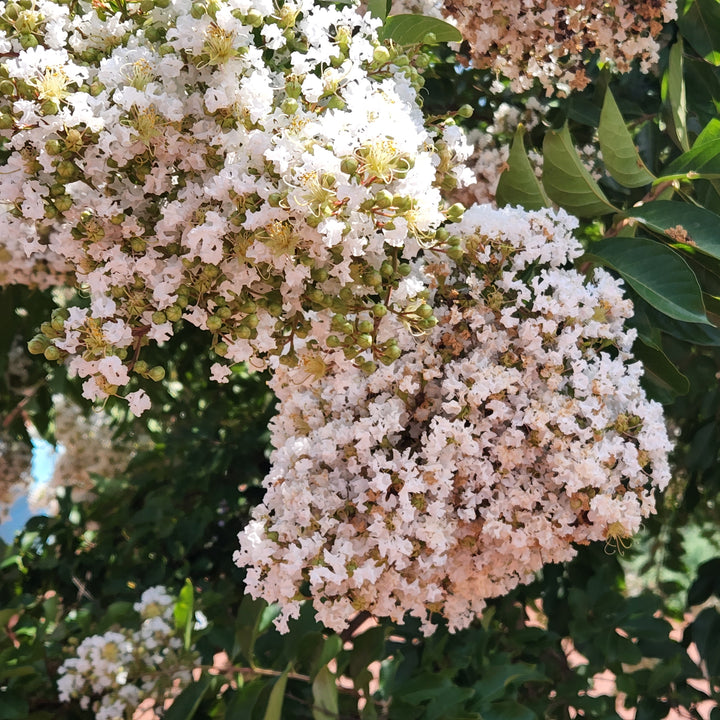 Natchez Crape Myrtle