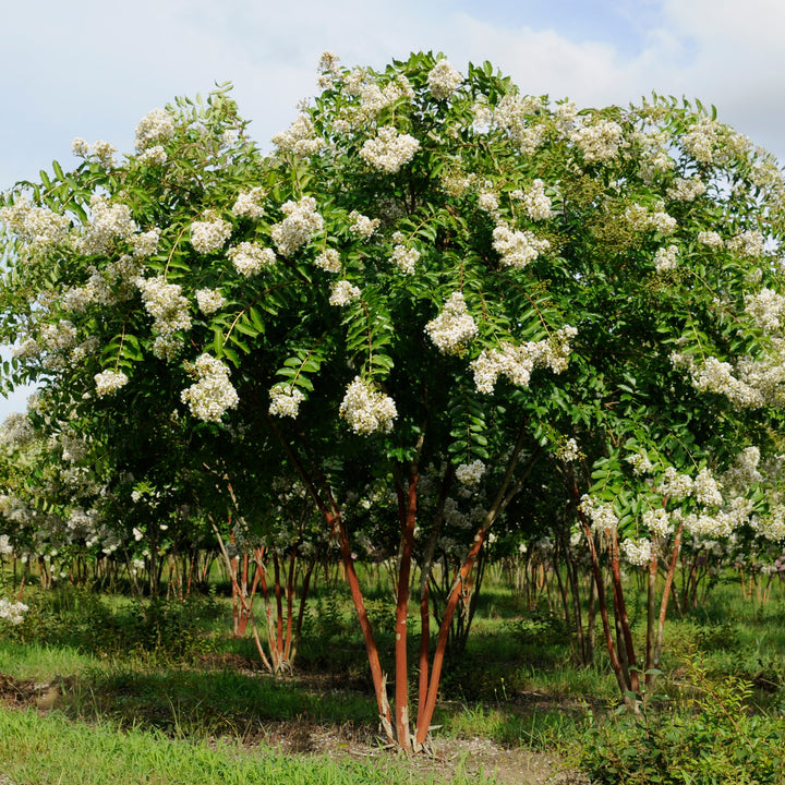 Natchez Crape Myrtle