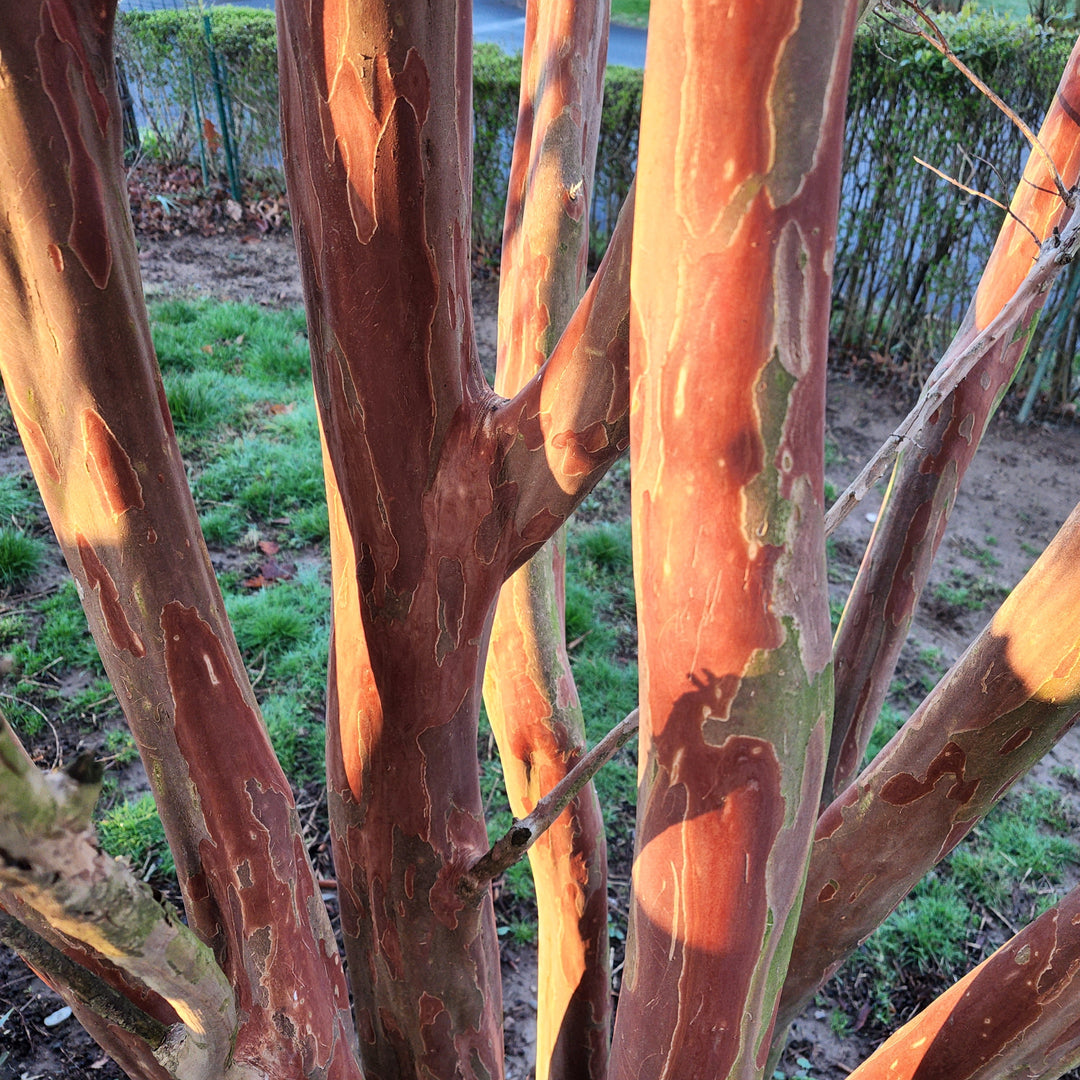 Natchez Crape Myrtle