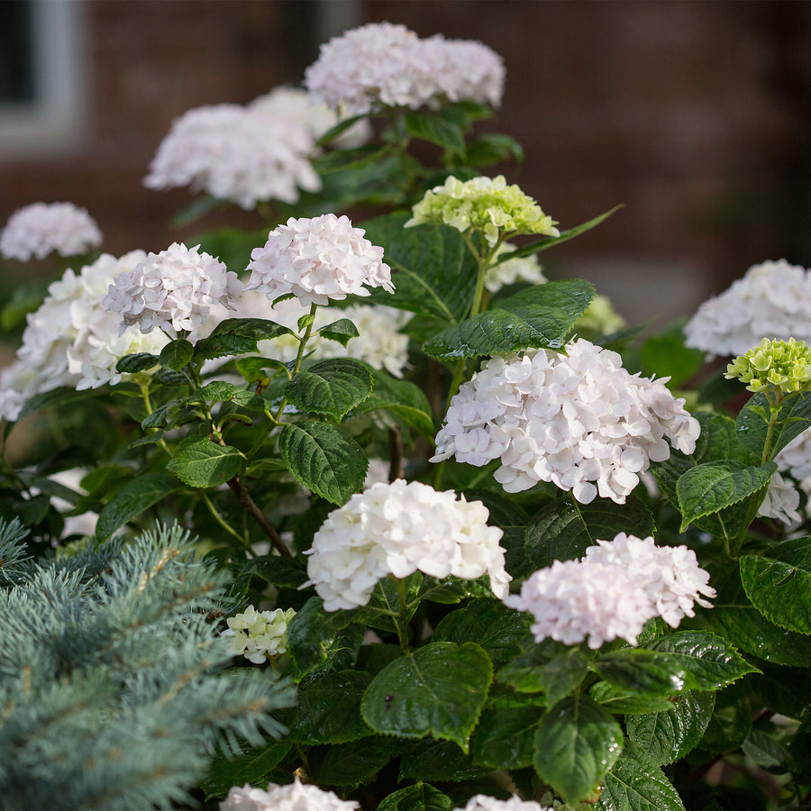 Endless Summer® Blushing Bride® Hydrangea