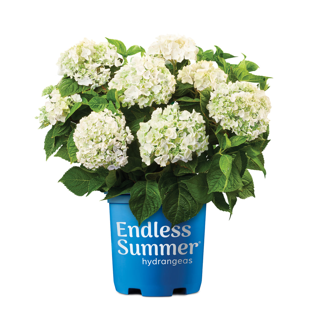 Endless Summer® Blushing Bride® Hydrangea