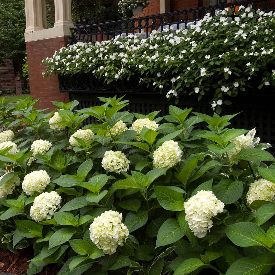 Endless Summer® Blushing Bride® Hydrangea