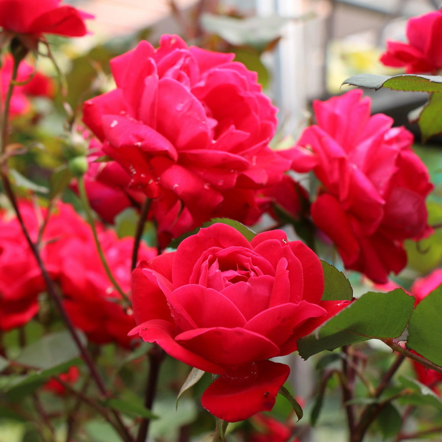 Double Red Knock Out Rose®