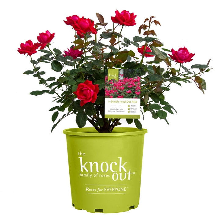 Double Red Knock Out Rose®