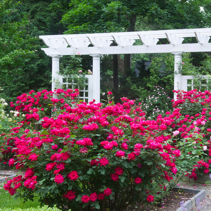 Double Red Knock Out Rose®