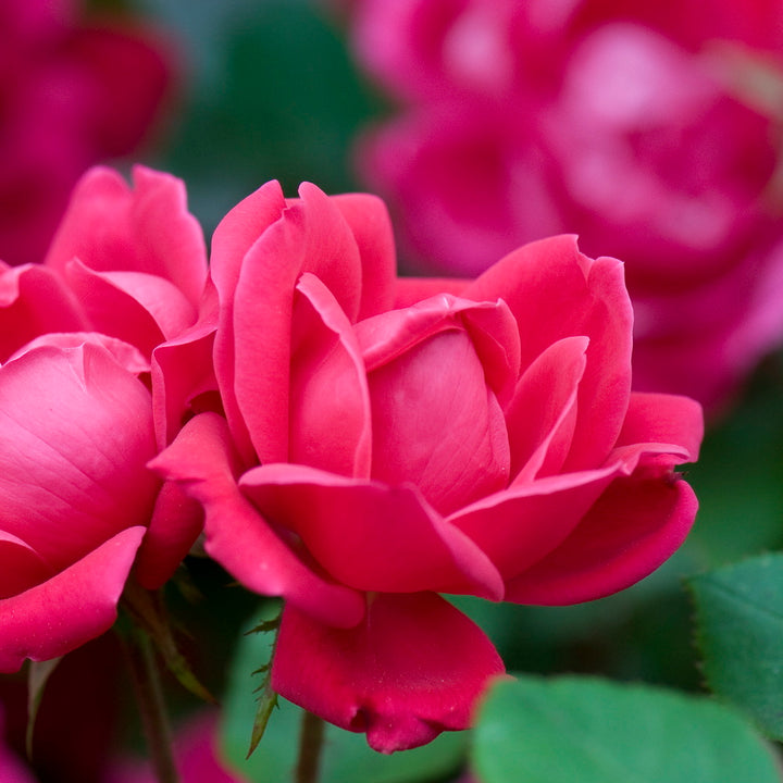Double Red Knock Out Rose®