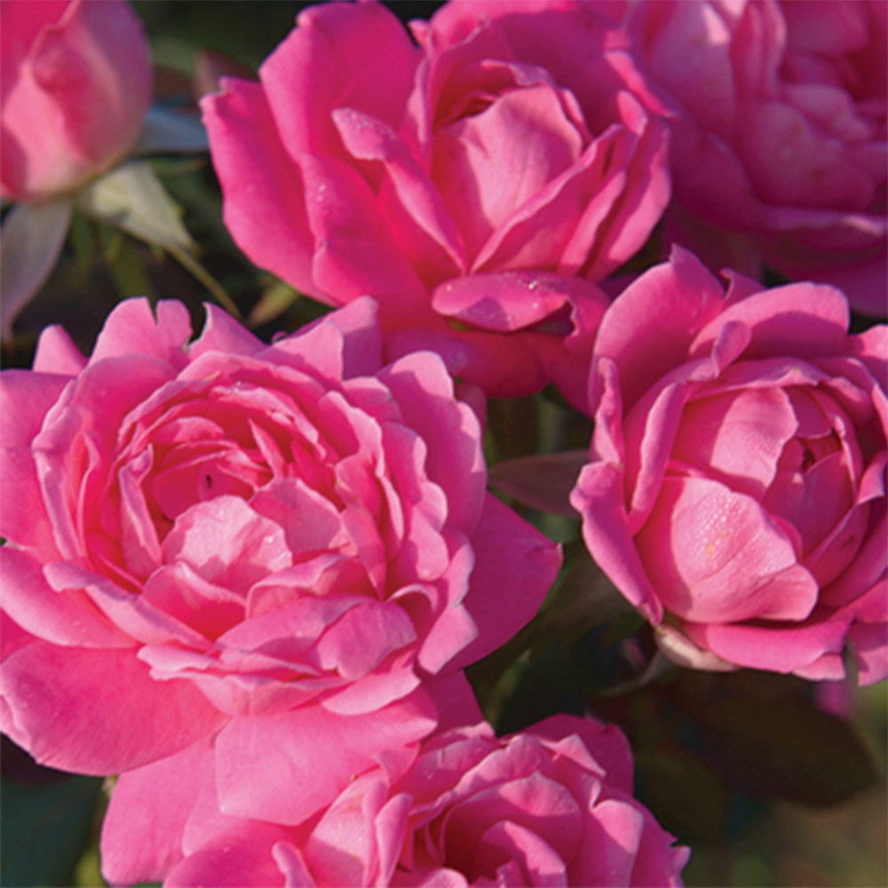 Pink Double Knock Out Rose®