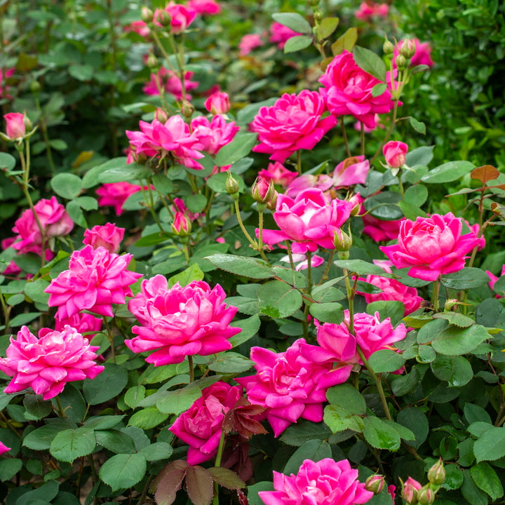 Pink Double Knock Out Rose®
