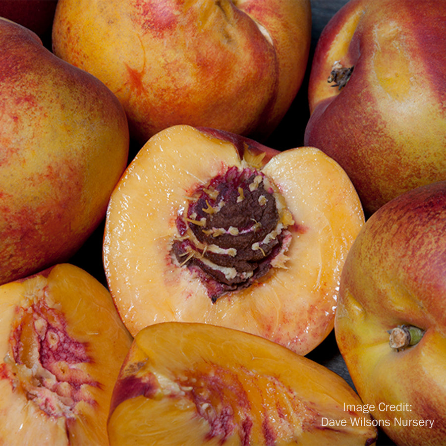 Flavortop Nectarine