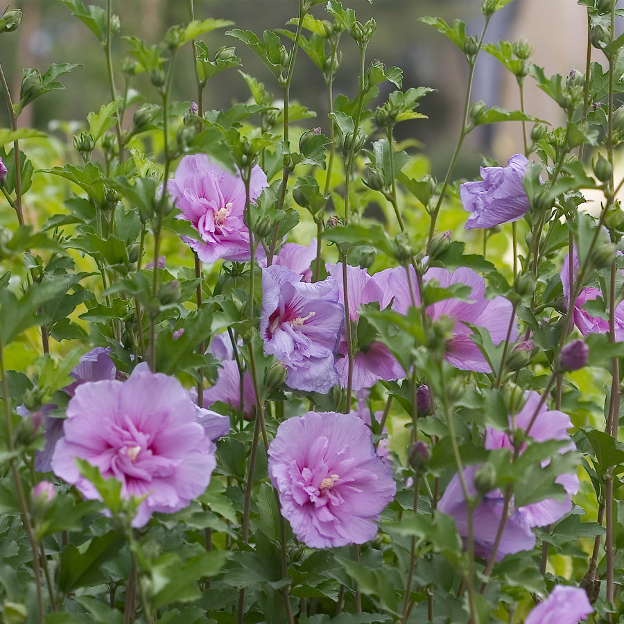 Dark Lavender Chiffon® Rose of Sharon